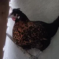 مرغ و خروس محلی ، کوشین و یک جفت لهستانی|حیوانات مزرعه|خورموج, |دیوار