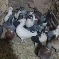 24عدد کفتر پرشی و ضربه|پرنده|سبزوار, اسلام آباد|دیوار
