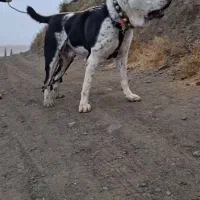 سگ الابای  برای کشش|سگ|مشهد, کوه سنگی|دیوار
