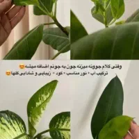 قرص ارگانیک|گل و گیاه طبیعی|لار, |دیوار