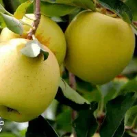 مرکز فروش اینترنتی نهال شناسه دار(سیب زرد)|خدمات باغبانی و درختکاری|ازنا, |دیوار
