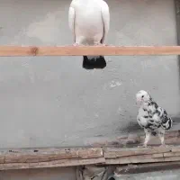 کفتر|پرنده|پردیس, فاز ۲|دیوار