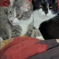 واگذاری رایگان گربه|گربه|لاهیجان, یحی آباد|دیوار