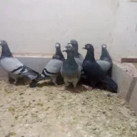 سبزوپولک