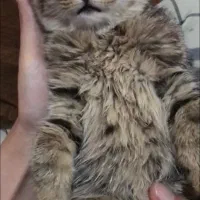 واگذاری بچه‌گربه ماده|گربه|کرمان, |دیوار