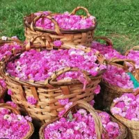 گلاب طبیعی وعرق نعنا