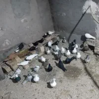 فروش کبوتر|پرنده|بوئین زهرا, |دیوار