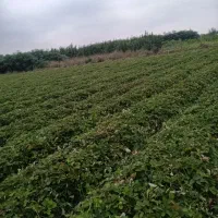 نهال توت فرنگی سابرینا