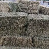 پرس شبدر