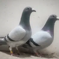 کبوتر پلاکی و مسافتی