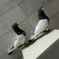 کفتر یا کبوتر|پرنده|فردوس (خراسان), |دیوار