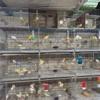 قناری نروماده آماده