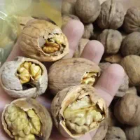 پانزده کیلو گردوی مغز سفید