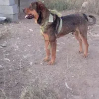 سگ نژاد دار