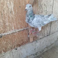 کبوتر سرور طوقی