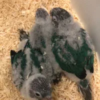 گرینچیک تراکوییس آبی