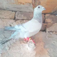 چنتا حیون آس