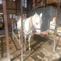 اسب عرب یکسر|اسب و تجهیزات اسب‌سواری|شهریار, اسکمان|دیوار