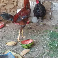 خروس لاری