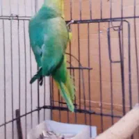 طوطی ملنگو|پرنده|قم, باسکول|دیوار