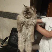 حیوان خانگی  گربه پرشین