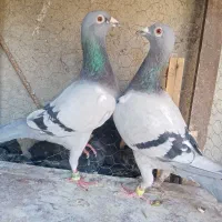 کبوترمسافتی|پرنده|مشهد, مهدی آباد|دیوار