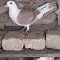 دوبال اهوازی