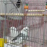 عروس هلندی آلبینو و لوتینو مولد بشرط|پرنده|قم, علی آباد|دیوار