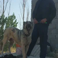 ماده سرابی