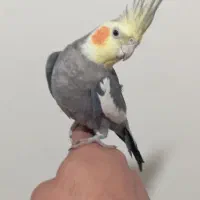 عروس هلندی یه جفت|پرنده|سنگر, |دیوار