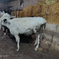 سه گوساله نر|حیوانات مزرعه|مهربان, |دیوار