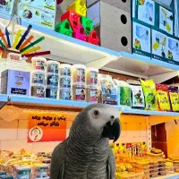 پرنده سرای کاکادو