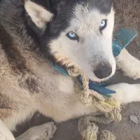 فروش فوری هاسکی اصل|سگ|زابل, |دیوار