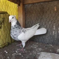 ‌کبوتر طوقی هفترنگ کاکلی ماده|پرنده|مشهد, موسوی قوچانی|دیوار