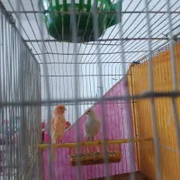 جفت قناری|پرنده|بیرجند, |دیوار