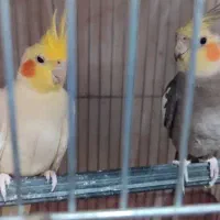 یک جفت عروس هلندی|پرنده|بندرعباس, |دیوار