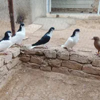 چند جفت کفتر هم پرشی هم جفتی|پرنده|دشتابی, |دیوار