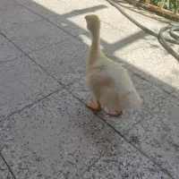 3 تا جوجه مرغ یکی جوجه قوغاز