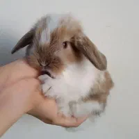 توله خرگوش لوپ عروسکی (همه رنگ)|موش و خرگوش|اهواز, پادادشهر|دیوار