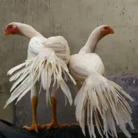 لاری هندی اوشامو،نوک طوطی،دم طاووسی،سفید