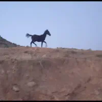 مادیان با کره یک ساله|اسب و تجهیزات اسبسواری|خرمآباد, |دیوار