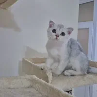 گربه اسکاتیش نر سه ماهه