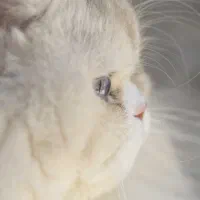 گربه نر پرشین|گربه|همدان, |دیوار