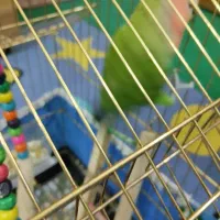 عروس هلندی نر و کوتوله برزیلی نر