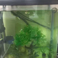 اکواریوم شرکتی