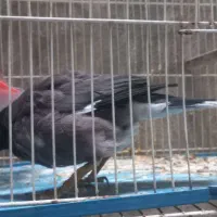 مینا قناری|پرنده|مشهد, شفا|دیوار