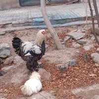 خروس|حیوانات مزرعه|پاریز, |دیوار