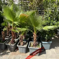 خدمات باغبانی و فروش گیاهان زینتی|خدمات باغبانی و درختکاری|کرج, فاز ۱ مهرشهر|دیوار
