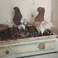 کفتر سرخ زاغ کله سینه