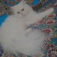 باسلام گربه ای گم کردم مسکن مهر